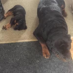 Meet your Posher, Brad